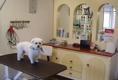 Wit hondje op de trimtafel in de trimsalon van Laura in Bruchterveld